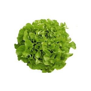 Salade - Feuille de chêne verte - La pièce